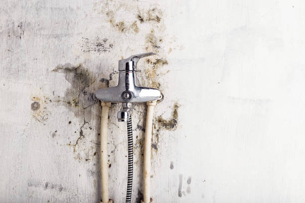 Best Affordable Mold Removal  in Anton, TX