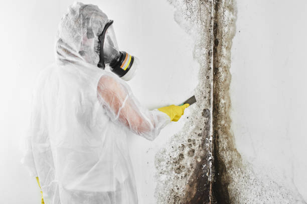 Best Mold Cleaning Services  in Anton, TX