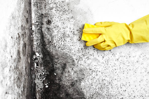 Best Residential Mold Removal  in Anton, TX