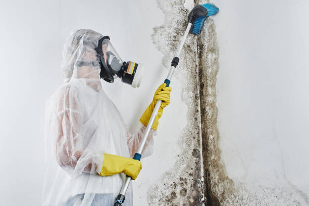 Best Home Mold Removal  in Anton, TX