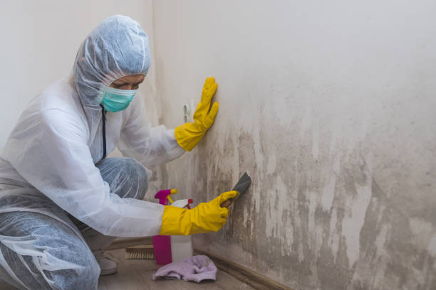 Best Mold Testing  in Anton, TX