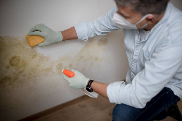 Best Certified Mold Removal  in Anton, TX