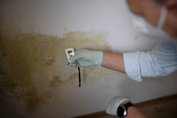 Best Mold Testing  in Anton, TX