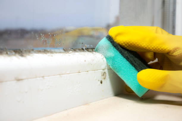 Best Attic Mold Removal  in Anton, TX