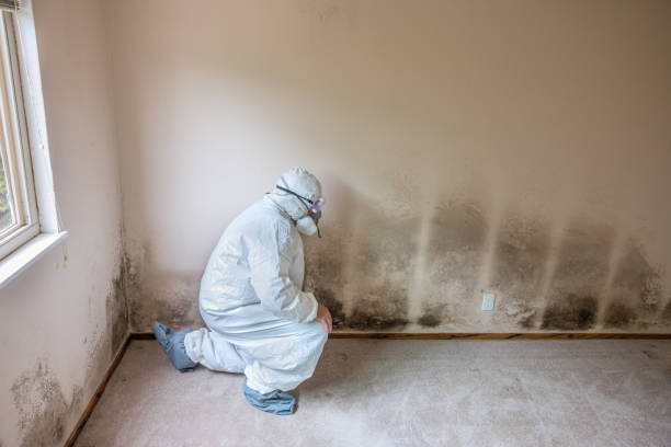 Best Mold Testing  in Anton, TX