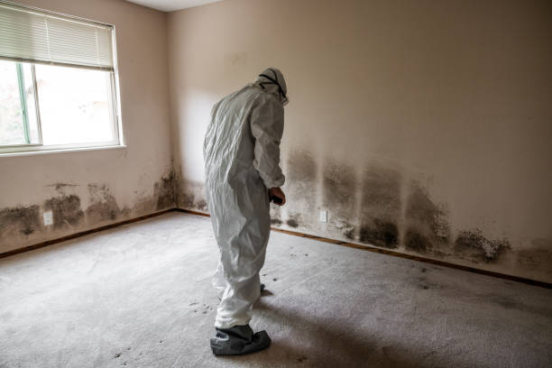 Best Office Mold Removal Services  in Anton, TX