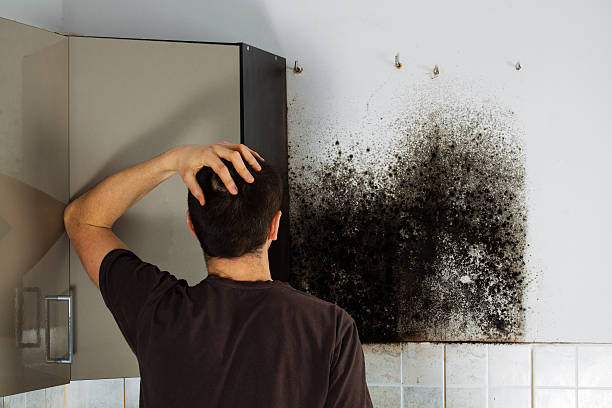 Best Fast Mold Removal  in Anton, TX
