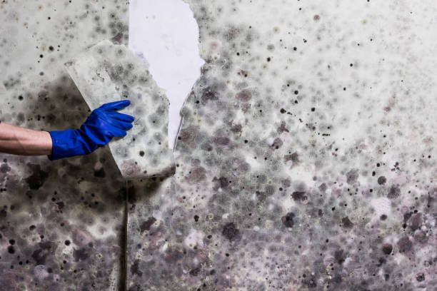 Reliable Anton, TX Mold Removal Solutions